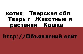 котик - Тверская обл., Тверь г. Животные и растения » Кошки   